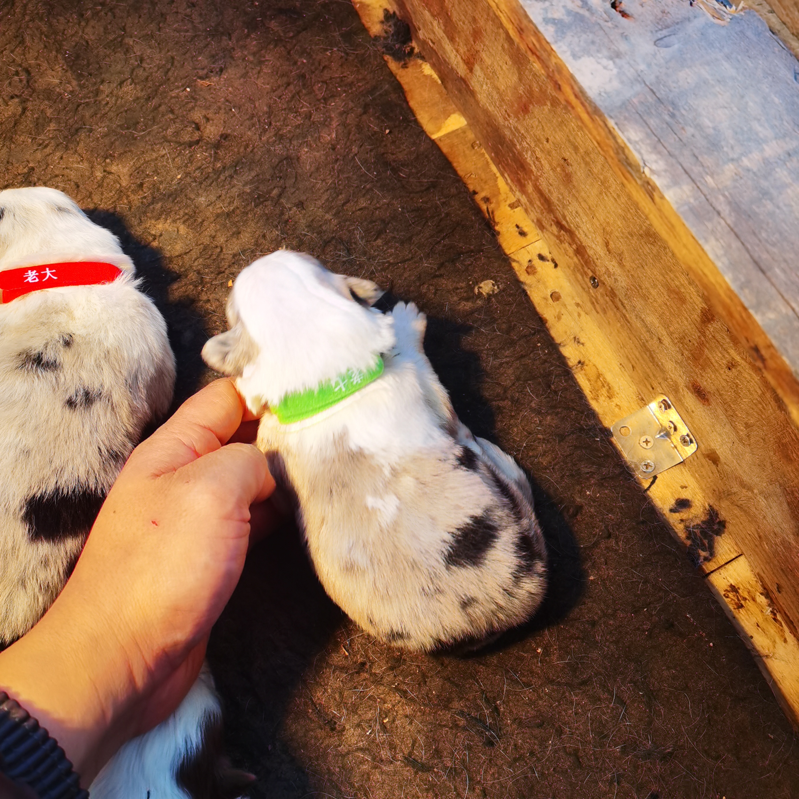 现在预定直降300，有4公有3母，老大老五老七是母，黑白特价1300